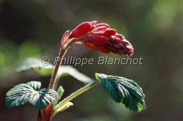 ribes sanguineum.JPG - Groseillier à  fleurs, Groseillier sanguinRibes sanguineumSaxifragaceae